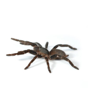 Cameroon Red Baboon Tarantula